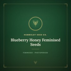 Blueberry Honey Feminised Seeds Blueberry Honey Feminised Seeds