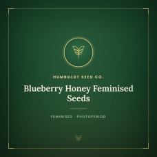 Blueberry Honey Feminised Seeds Blueberry Honey Feminised Seeds