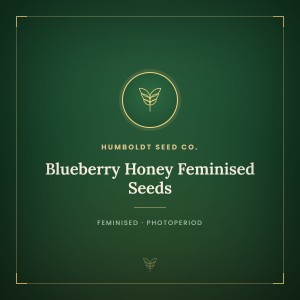 Blueberry Honey Feminised Seeds Blueberry Honey Feminised Seeds