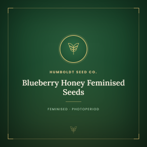 Blueberry Honey Feminised Seeds Blueberry Honey Feminised Seeds