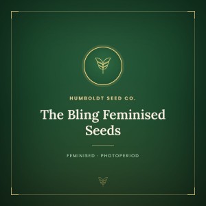 The Bling Feminised Seeds