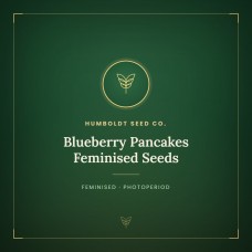 Blueberry Pancakes Feminised Seeds Blueberry Pancakes Feminised Seeds