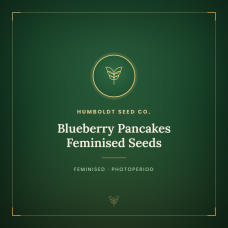 Blueberry Pancakes Feminised Seeds Blueberry Pancakes Feminised Seeds