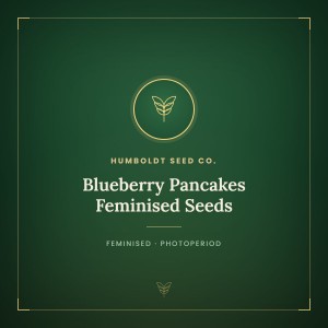 Blueberry Pancakes Feminised Seeds Blueberry Pancakes Feminised Seeds
