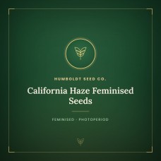 California Haze Feminised Seeds California Haze Feminised Seeds