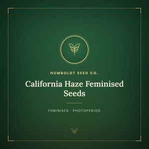 California Haze Feminised Seeds California Haze Feminised Seeds
