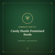 Candy Hustle Feminised Seeds Candy Hustle Feminised Seeds