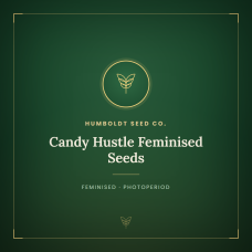 Candy Hustle Feminised Seeds Candy Hustle Feminised Seeds