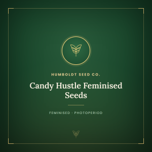 Candy Hustle Feminised Seeds Candy Hustle Feminised Seeds