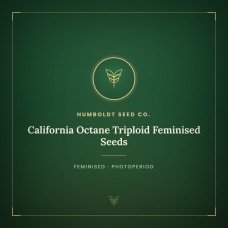 California Octane Triploid Feminised Seeds California Octane Triploid Feminised Seeds