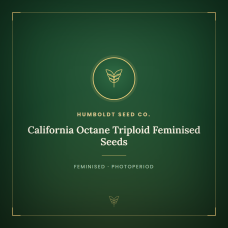 California Octane Triploid Feminised Seeds California Octane Triploid Feminised Seeds
