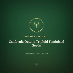 California Octane Triploid Feminised Seeds California Octane Triploid Feminised Seeds