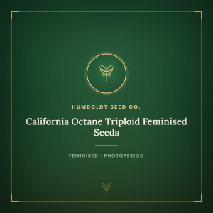 California Octane Triploid Feminised Seeds California Octane Triploid Feminised Seeds