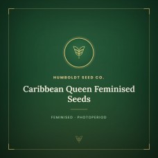 Caribbean Queen Feminised Seeds Caribbean Queen Feminised Seeds