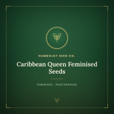 Caribbean Queen Feminised Seeds Caribbean Queen Feminised Seeds