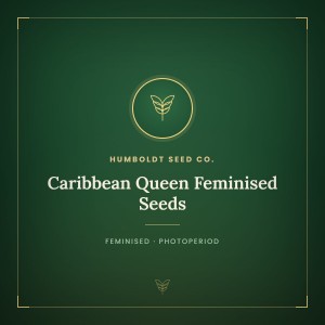 Caribbean Queen Feminised Seeds