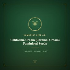 California Cream (Caramel Cream) Feminised Seeds California Cream (Caramel Cream) Feminised Seeds