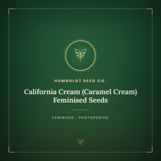California Cream (Caramel Cream) Feminised Seeds California Cream (Caramel Cream) Feminised Seeds