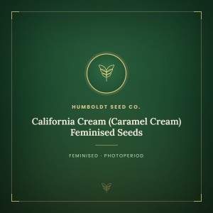 California Cream (Caramel Cream) Feminised Seeds California Cream (Caramel Cream) Feminised Seeds