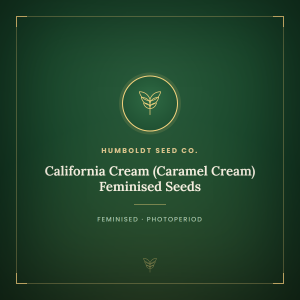 California Cream (Caramel Cream) Feminised Seeds California Cream (Caramel Cream) Feminised Seeds