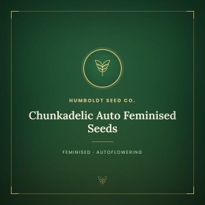 Chunkadelic Auto Feminised Seeds Chunkadelic Auto Feminised Seeds