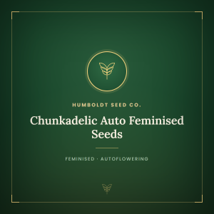 Chunkadelic Auto Feminised Seeds Chunkadelic Auto Feminised Seeds