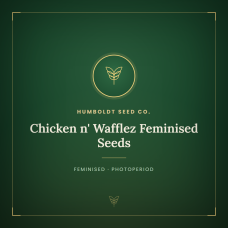 Chicken n' Wafflez Feminised Seeds Chicken n' Wafflez Feminised Seeds