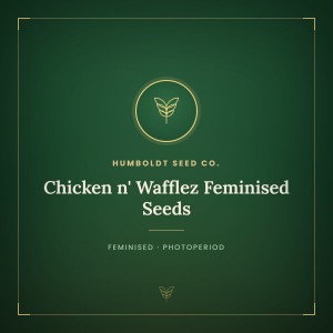 Chicken n' Wafflez Feminised Seeds