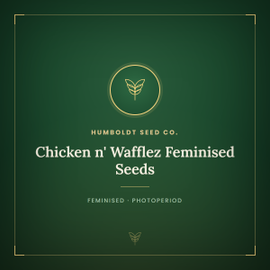 Chicken n' Wafflez Feminised Seeds Chicken n' Wafflez Feminised Seeds