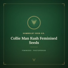 Collie Man Kush Feminised Seeds Collie Man Kush Feminised Seeds