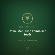 Collie Man Kush Feminised Seeds Collie Man Kush Feminised Seeds