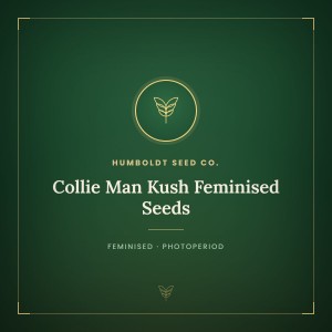 Collie Man Kush Feminised Seeds Collie Man Kush Feminised Seeds