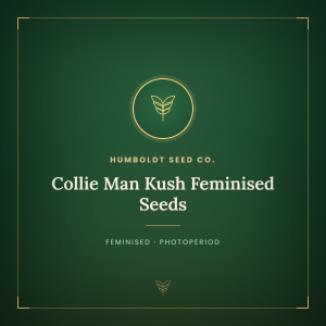 Collie Man Kush Feminised Seeds Collie Man Kush Feminised Seeds