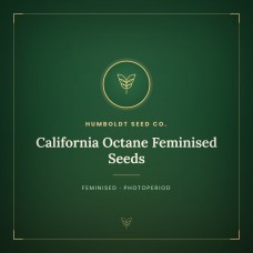 California Octane Feminised Seeds California Octane Feminised Seeds