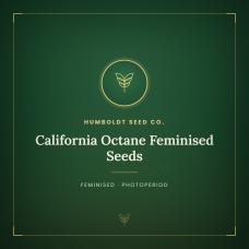 California Octane Feminised Seeds California Octane Feminised Seeds