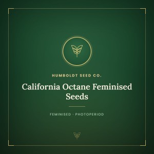 California Octane Feminised Seeds