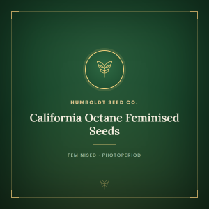 California Octane Feminised Seeds California Octane Feminised Seeds
