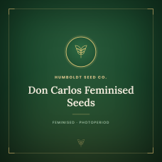 Don Carlos Feminised Seeds Don Carlos Feminised Seeds