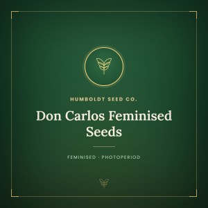 Don Carlos Feminised Seeds Don Carlos Feminised Seeds