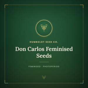 Don Carlos Feminised Seeds