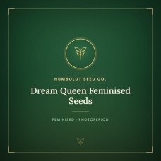 Dream Queen Feminised Seeds Dream Queen Feminised Seeds