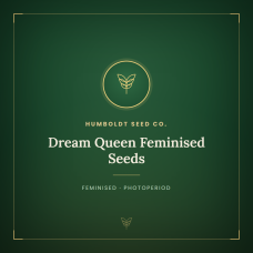 Dream Queen Feminised Seeds Dream Queen Feminised Seeds