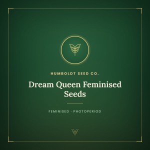 Dream Queen Feminised Seeds
