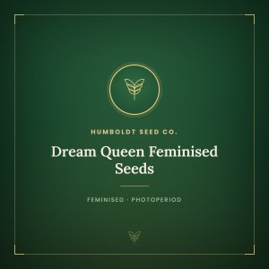 Dream Queen Feminised Seeds
