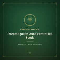 Dream Queen Auto Feminised Seeds Dream Queen Auto Feminised Seeds