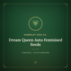 Dream Queen Auto Feminised Seeds Dream Queen Auto Feminised Seeds