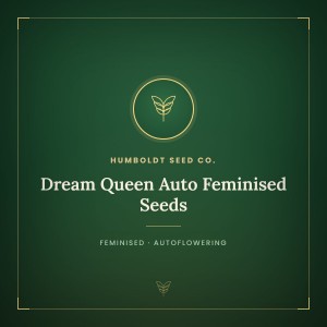 Dream Queen Auto Feminised Seeds Dream Queen Auto Feminised Seeds