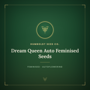 Dream Queen Auto Feminised Seeds Dream Queen Auto Feminised Seeds