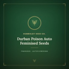 Durban Poison Auto Feminised Seeds Durban Poison Auto Feminised Seeds