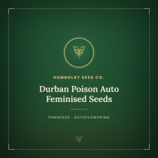 Durban Poison Auto Feminised Seeds Durban Poison Auto Feminised Seeds